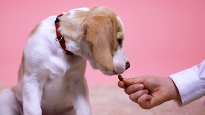 A white and tan puppy being fed a treat