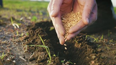 Cupped hands full of seeds being sown in the soil